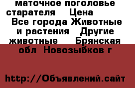 маточное поголовье старателя  › Цена ­ 2 300 - Все города Животные и растения » Другие животные   . Брянская обл.,Новозыбков г.